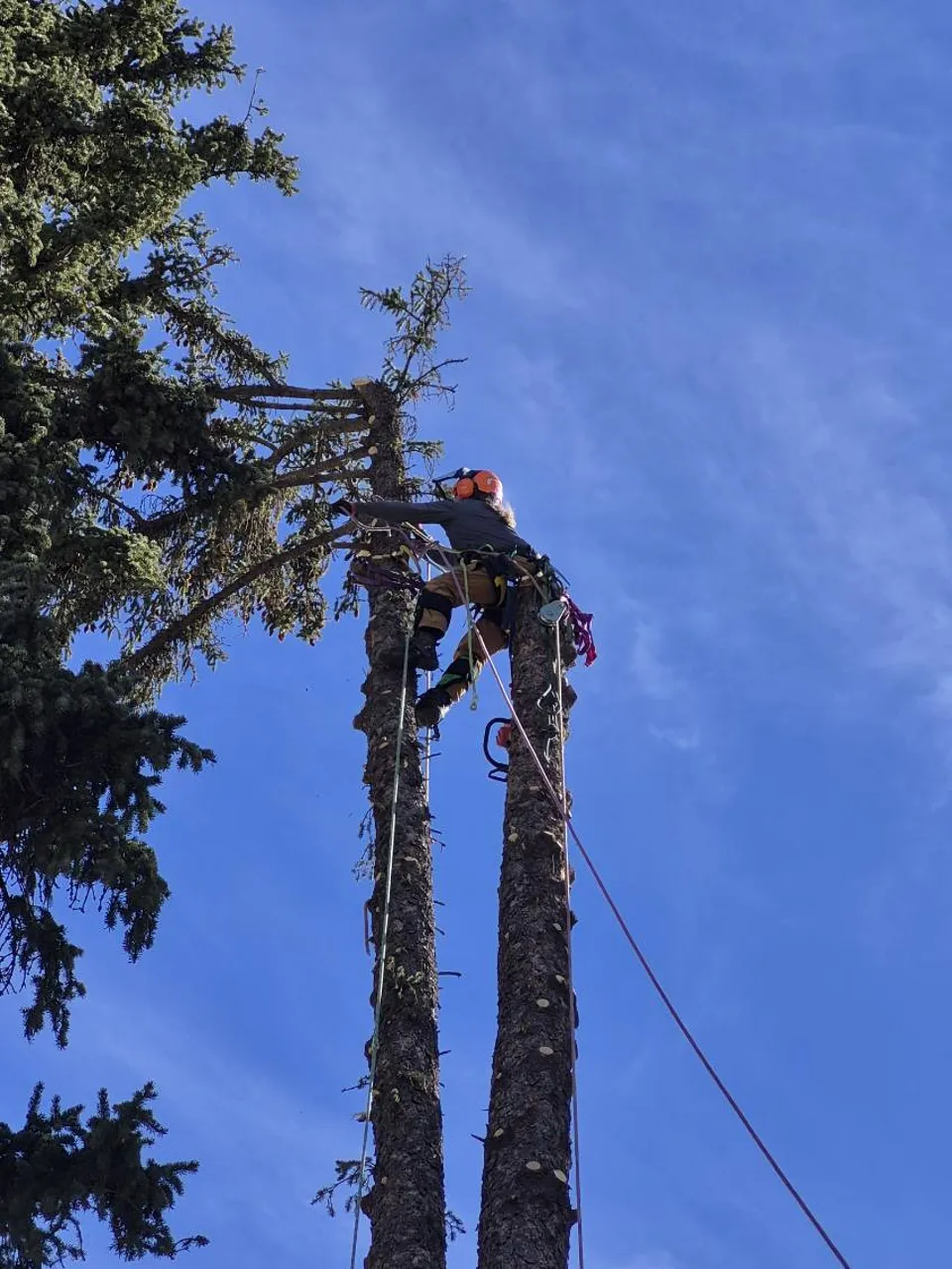 Alpenglow arborist climbing a Serbian Spruce spar during a removal in Breckenridge