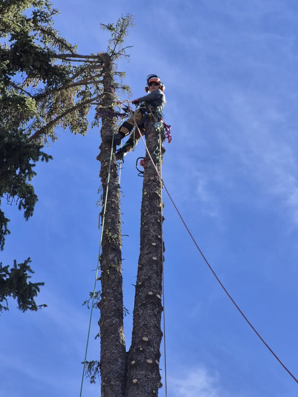 Tree takedown in progress