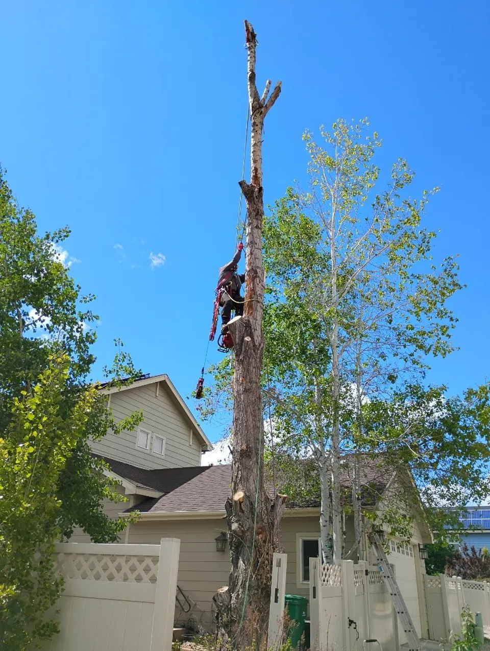 Two Alpenglow climbers dismantling a Black Poplar in tight quarters beside a home