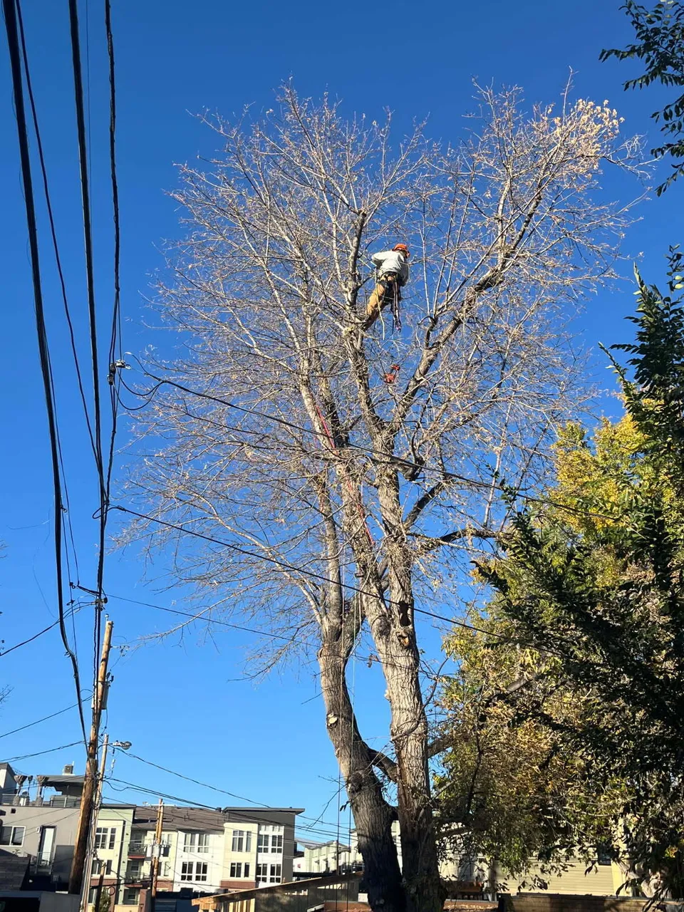 Alpenglow arborist trimming a Box Elder high above a Denver backyard