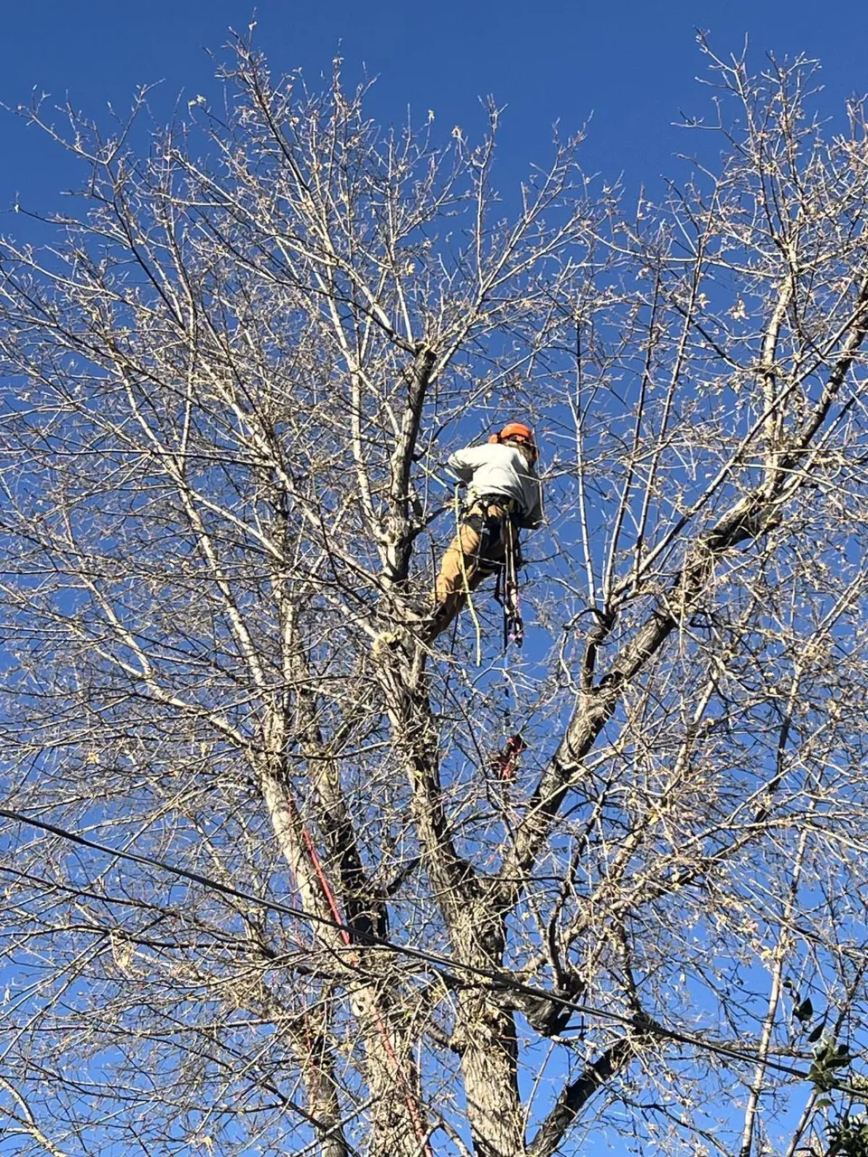Alpenglow arborist trimming a Box Elder near utility lines in Denver