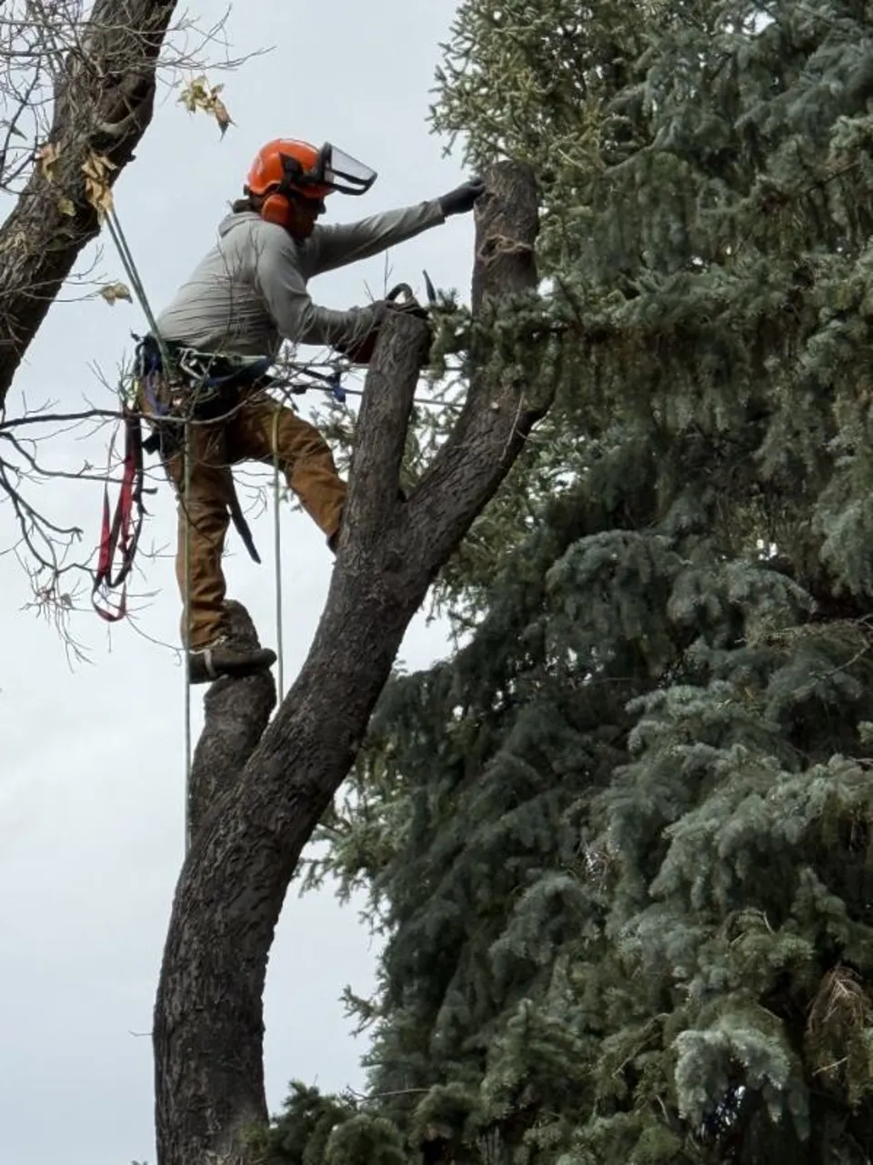 Alpenglow climbing arborist working through a Hackberry canopy in Boulder