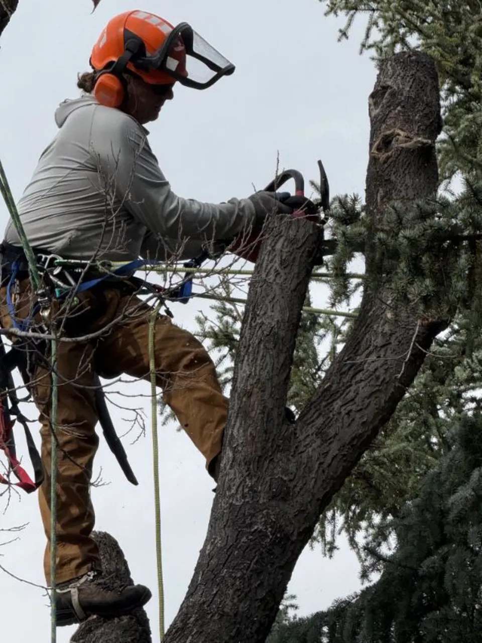 Alpenglow climbing arborist trimming a Hackberry canopy in Boulder