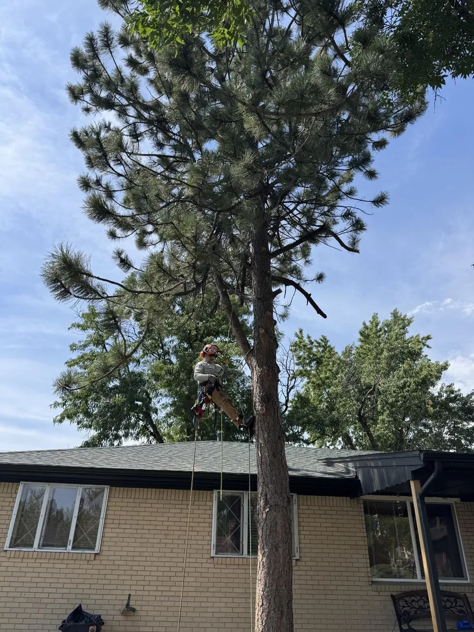 Alpenglow climber removing a Ponderosa Pine at a Broomfield home