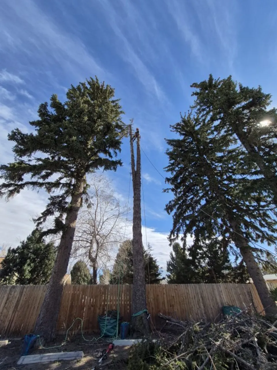 Serbian Spruce spar removal by Alpenglow Tree Care in Breckenridge, Summit County