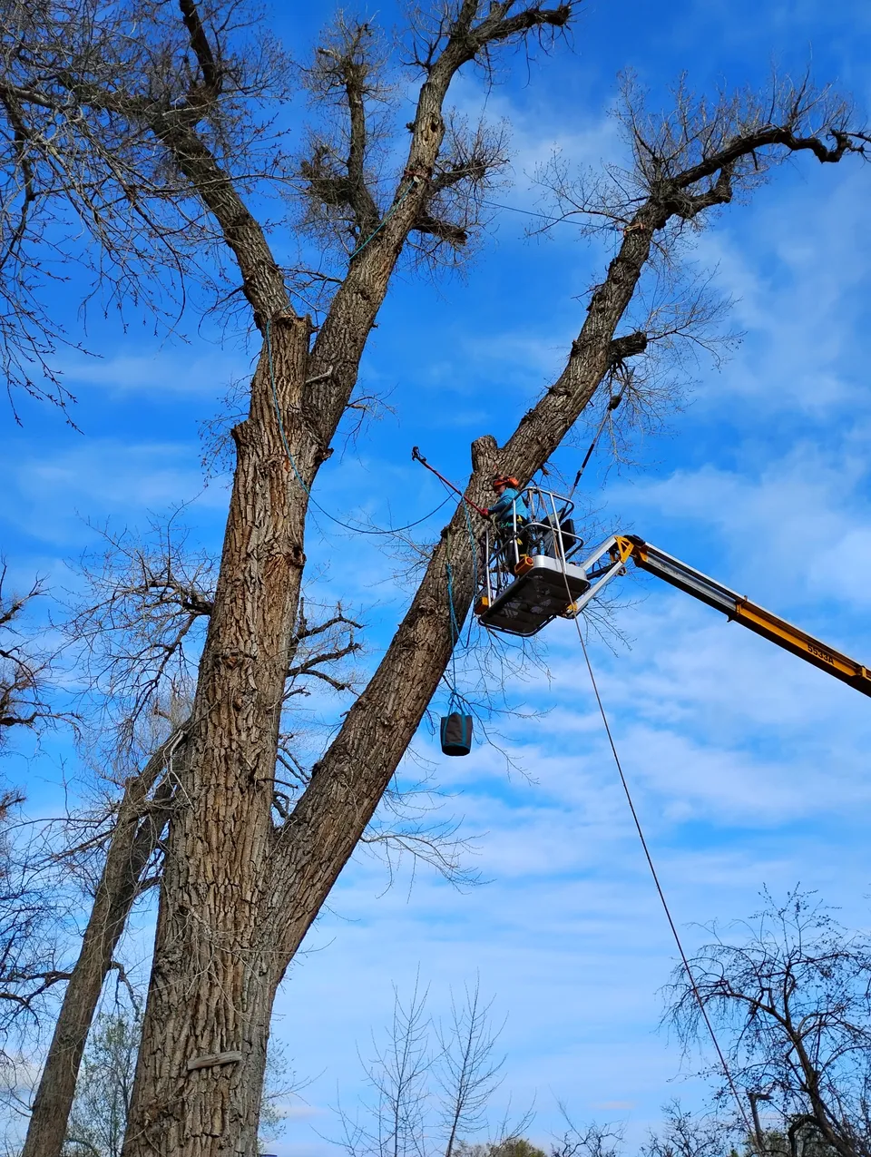 Precision tree pruning result