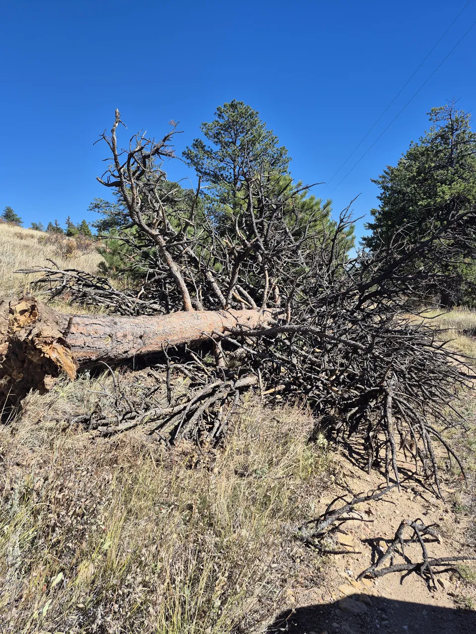 Cleared lot — debris removed