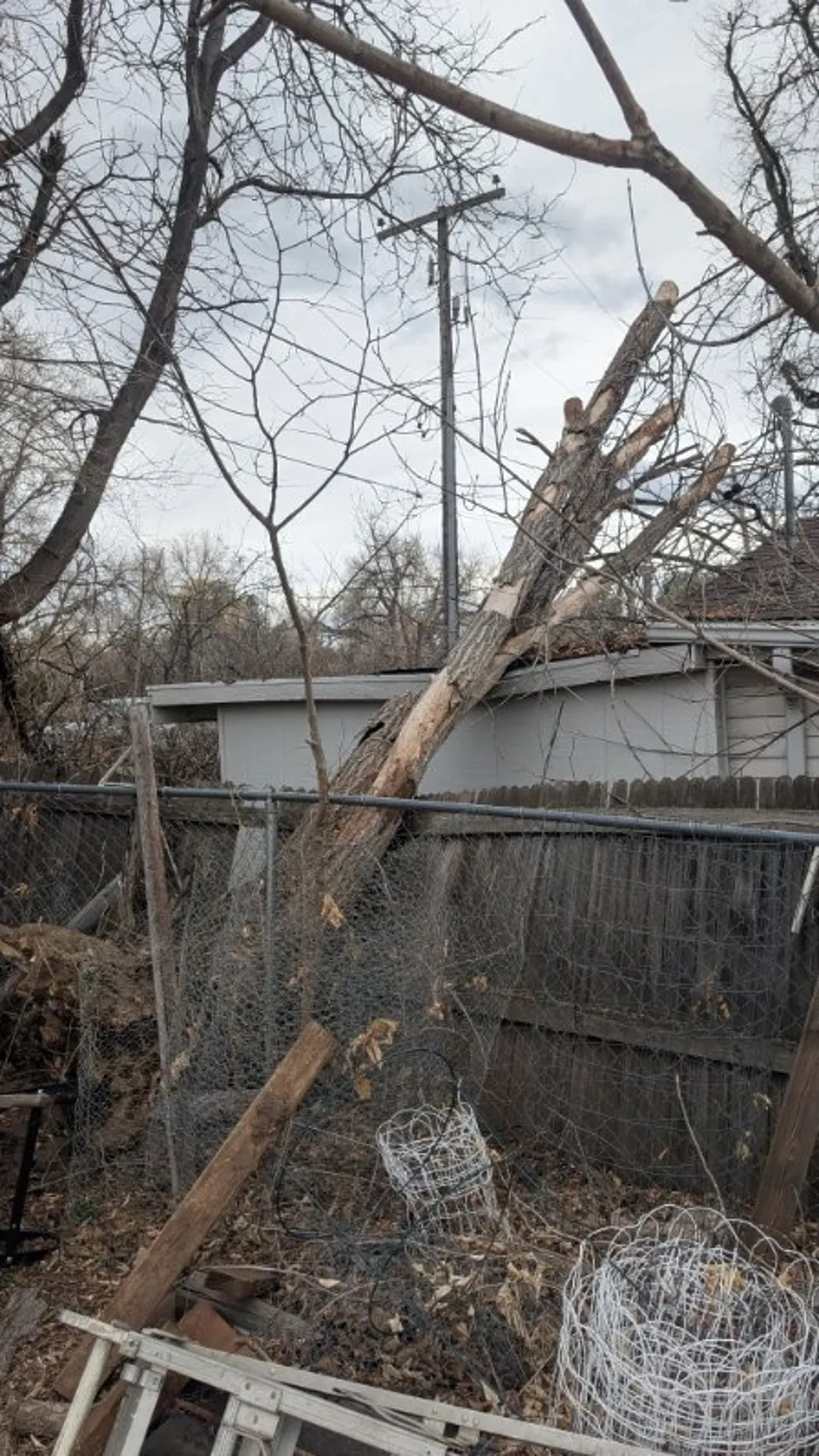 Tree snapped by a storm resting on a fence line before Alpenglow removal