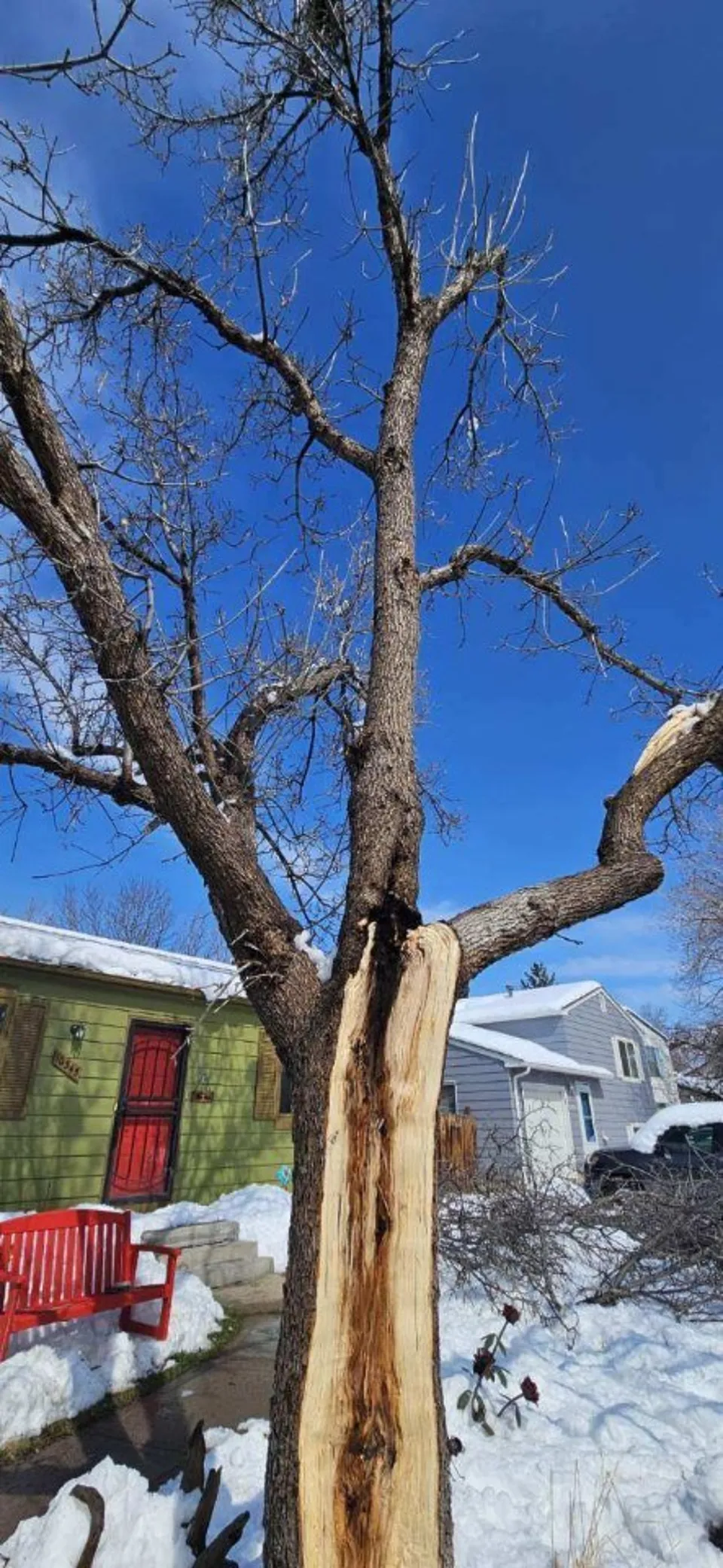 Tree trunk split apart under heavy snow load in Colorado, showing the kind of structural failure that follows ignored warning signs