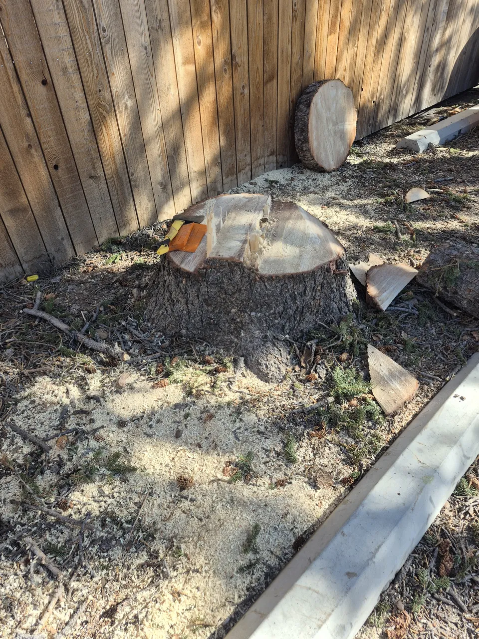 Stump grinding in action
