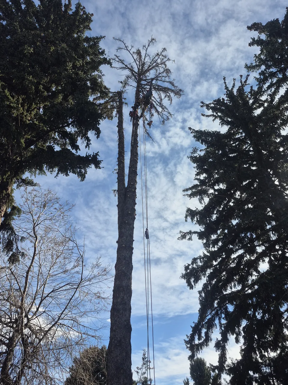 Lot clearing — tree removal in progress