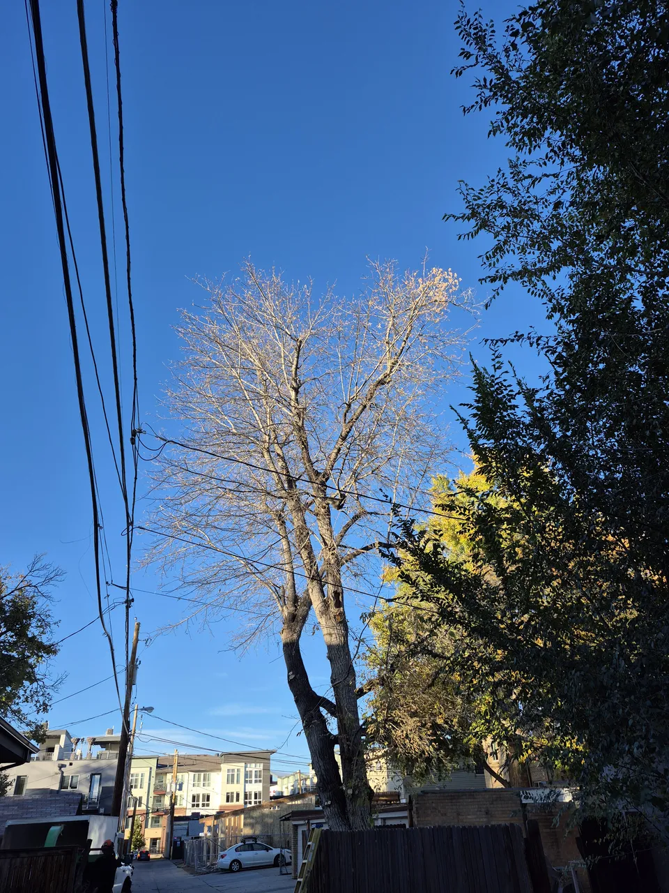 Alpenglow Tree Care professional tree work