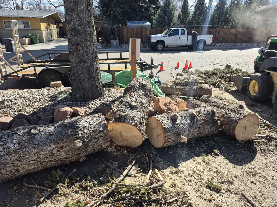 Professional tree trimming on a mature tree in Louisville, Colorado