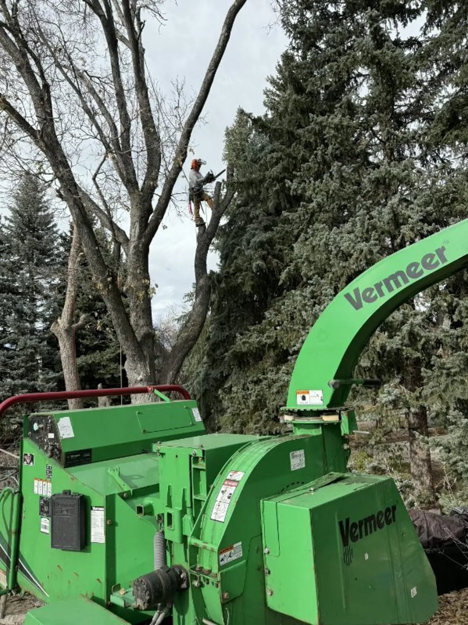 Vermeer chipper processing branches on a Boulder trimming job
